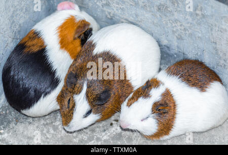 Drei Meerschweinchen in der Ecke ausruhen. Stockfoto