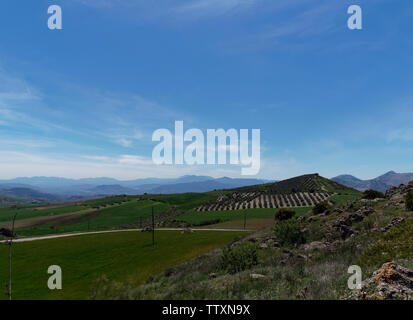 Olivenhaine und Plantagen auf den Hügeln des kleinen Tals in Spanien in der Nähe von Antequera, mit großen Berge in der Ferne. Spanien. Stockfoto