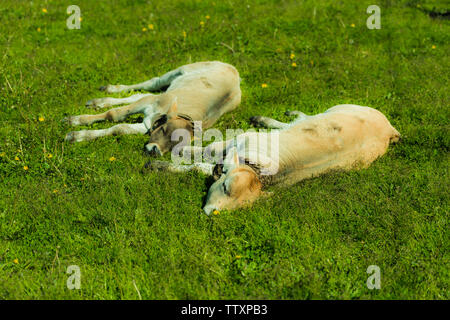 Juni Tag in Yili, Xinjiang Stockfoto