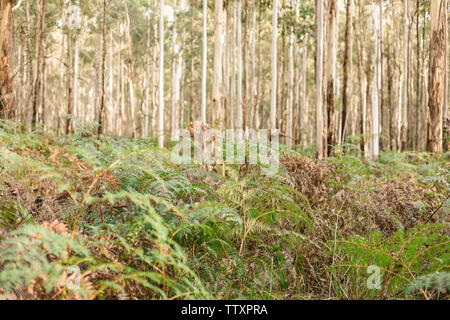 Bild in einem Wald mit einer Nahaufnahme von Farnen und dichten Bäumen im Hintergrund Stockfoto