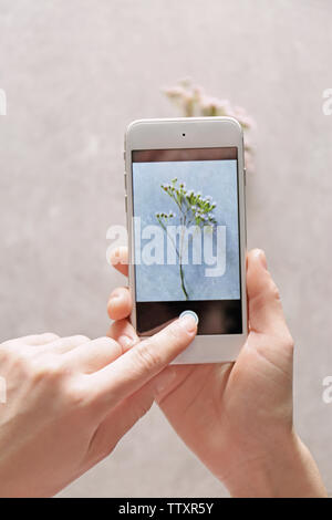 Weibliche Hände unter Foto der Pflanze mit Smartphone Stockfoto