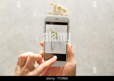 Weibliche Hände unter Foto der Pflanze mit Smartphone Stockfoto