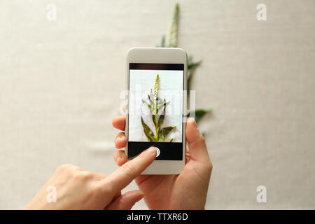 Weibliche Hände unter Foto der Pflanze mit Smartphone Stockfoto