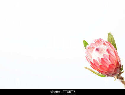 Single rosa Blume mit grünen Blätter und Stengel auf weißem Hintergrund mit leeren Raum Stockfoto