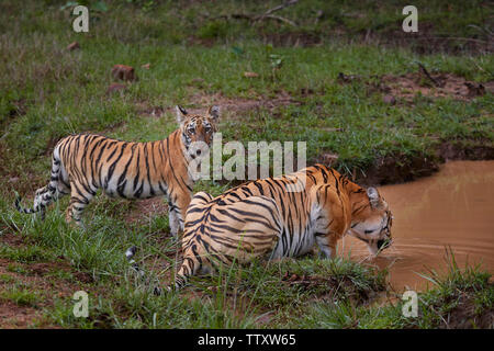 Bengalische Tigerin Maya mit ihrem Jungen abschrecken Monsun Wasser, Tadoba Wald, Indien. Stockfoto