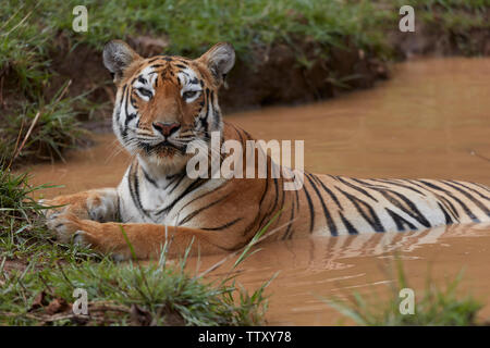 Bengalische Tigerin Maya an Tadoba Wald, Indien. Stockfoto