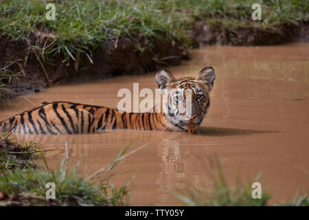 Maya Tigerin Cub in einem Vereinbaren Wasser des Monsuns Abkühlung an Tadoba Wald, Indien. Stockfoto