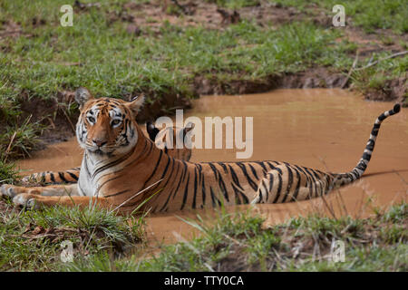 Bengalische Tigerin Maya an Tadoba Wald, Indien. Stockfoto