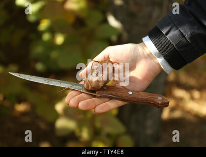 Weibliche Hand, die Pilz- und Messer in Wald, Nahaufnahme Stockfoto