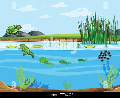 Frosch Lebenszyklus Diagramm Abbildung Stock Vektor