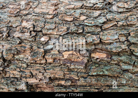 Braun raue Oberfläche Holz- Rinde Textur Hintergrund Stockfoto