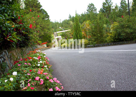 Blumen am Straßenrand, Malaysia Stockfoto