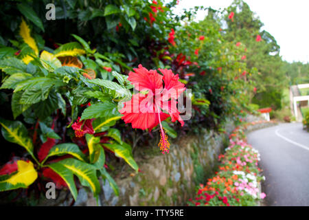 Rote Hibiskusblüte, Malaysia Stockfoto