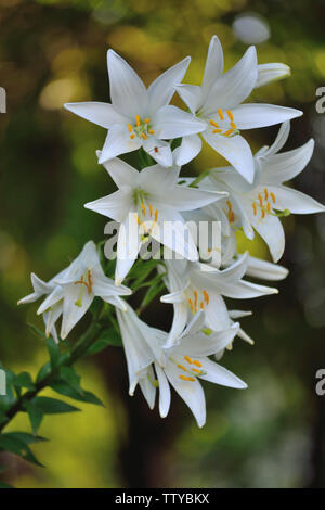 Weiße Madonna - Lily, Lilium Candidum Stockfoto