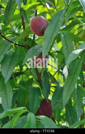 Reife Pfirsiche auf Baum im Orchard Stockfoto