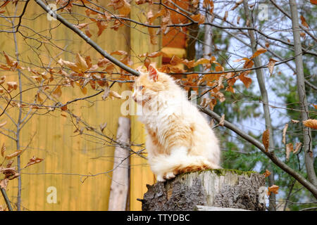 Süße Katze sitzend auf Baumstumpf in Hof Stockfoto