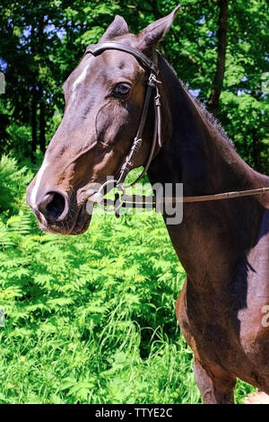 Achal Tekkiner Pferdes. Schnauze reinrassiges Achal Tekkiner Pferde, Foto in der Natur Stockfoto