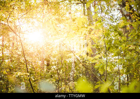 Sonnigen Wald - die hellen Strahlen der Sonne und grüne Blätter Stockfoto