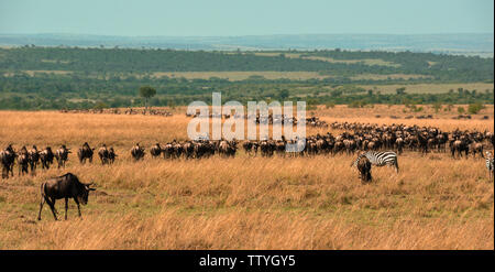 Landschaft der Masemara Prairie in Kenia, Afrika Stockfoto