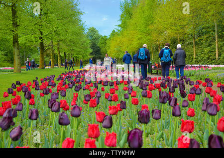 Keukenhof, Lisse, Niederlande - Apr 28 2019: schöne rote und dunkle Lila Tulpen im berühmten holländischen Keukenhof. Wenige Touristen in den Hintergrund. Wichtige touristische Attraktion in Holland. Stockfoto