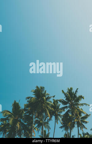 Coconut Palmen am tropischen Strand, vintage Film Farbe stilisierte Stockfoto