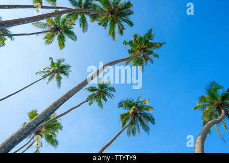 Kokosnuss Palmen am Strand über blauen Himmel. Stockfoto