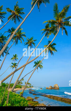 Palmen am Strand mit Angeln auf Sri Lanka Stockfoto