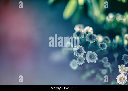Eine Gruppe von Blumen aus dem Blumenladen. Stockfoto