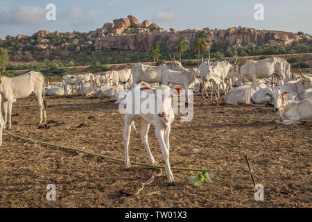 Ein kleines Kalb in einer an einem heißen Sommertag im Süden Indiens gehört. Stockfoto