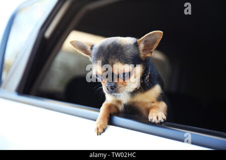 Hund im Auto sitzen Stockfoto