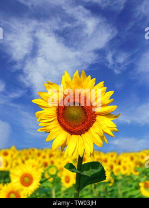 Nahaufnahme von Sonnenblumen (Helianthus annuus) Stockfoto