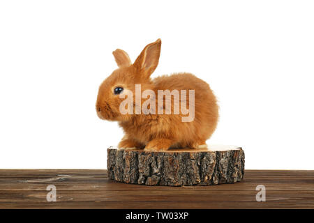 Lustige Hase auf Holz- Oberfläche vor weißem Hintergrund Cute Stockfoto
