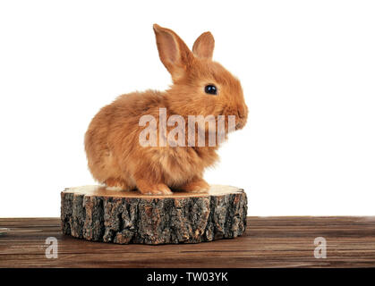 Lustige Hase auf Holz- Oberfläche vor weißem Hintergrund Cute Stockfoto