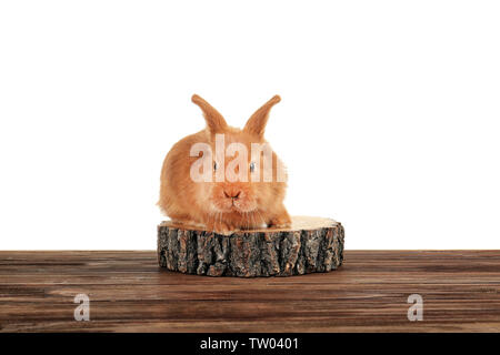 Lustige Hase auf Holz- Oberfläche vor weißem Hintergrund Cute Stockfoto