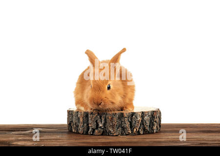 Lustige Hase auf Holz- Oberfläche vor weißem Hintergrund Cute Stockfoto