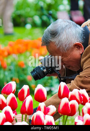 Keukenhof, Lisse, Niederlande - Apr 28 2019: Ältere Asiatische tourist Fotograf unter Makro Foto einer Tulpe, während ein Stängel der Blume Holding. Keukenhof Gardens sind beliebter Ort in Holland. Stockfoto