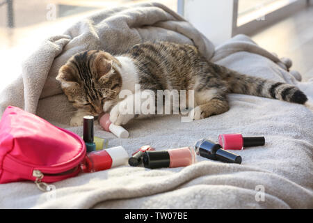 Cute Funny Cat und Nagellacke auf Fensterbank bedeckt mit Plaid Stockfoto