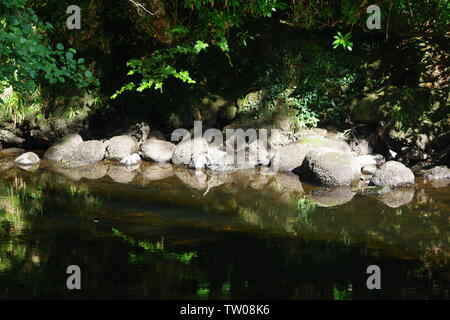 Sunlit Boulder entlang der Ufer des Flusses Dart fließt durch Hembury Holz auf einem späten Sommer am Nachmittag. Buckfastleigh, Dartmoor, Devon, Großbritannien. Stockfoto