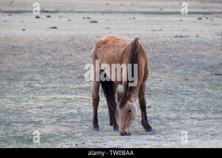 Auf der Bayinbrook Prairie im frühen Frühling, ein dünnes Pferd Knabbereien auf dem Gras, dass nur auf dem Boden gewachsen ist Stockfoto