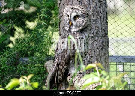 Bartkauz in der Falknerei Harz, Deutschland. Stockfoto