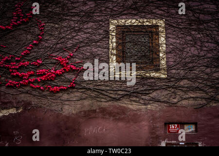 Rote Herbst kriechende Efeu Blätter auf einem Gebäude in Prag, Tschechische Republik. Stockfoto