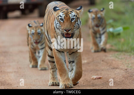 Bengal Tiger Maya, die ihre Jungen am Tadoba Wald, Indien. Stockfoto