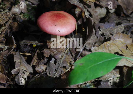 Die emetica Sickener (psathyrella) Pilze wachsen durch Blattsänfte in Hembury Holz auf einem späten Sommer am Nachmittag. Buckfastleigh, Dartmoor, Devon, Großbritannien. Stockfoto