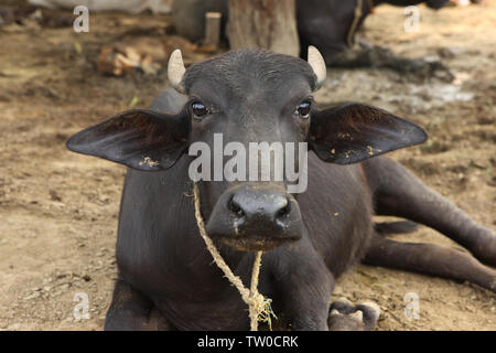 Nahaufnahme eines Büffels, Indien Stockfoto