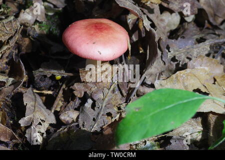 Die emetica Sickener (psathyrella) Pilze wachsen durch Blattsänfte in Hembury Holz auf einem späten Sommer am Nachmittag. Buckfastleigh, Dartmoor, Devon, Großbritannien. Stockfoto