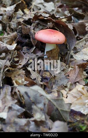 Die emetica Sickener (psathyrella) Pilze wachsen durch Blattsänfte in Hembury Holz auf einem späten Sommer am Nachmittag. Buckfastleigh, Dartmoor, Devon, Großbritannien. Stockfoto