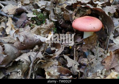 Die emetica Sickener (psathyrella) Pilze wachsen durch Blattsänfte in Hembury Holz auf einem späten Sommer am Nachmittag. Buckfastleigh, Dartmoor, Devon, Großbritannien. Stockfoto