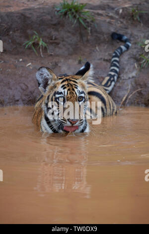 Maya Tigerin Cub in einem Vereinbaren Wasser des Monsuns Abkühlung an Tadoba Wald, Indien. Stockfoto