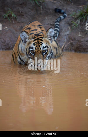 Maya Tigerin Cub in einem Vereinbaren Wasser des Monsuns Abkühlung an Tadoba Wald, Indien. Stockfoto