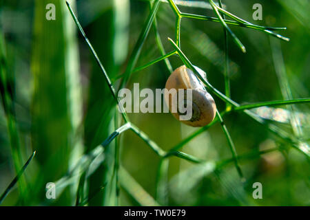 Kleine Traube Schnecke auf der grünen Stengel dill Stockfoto